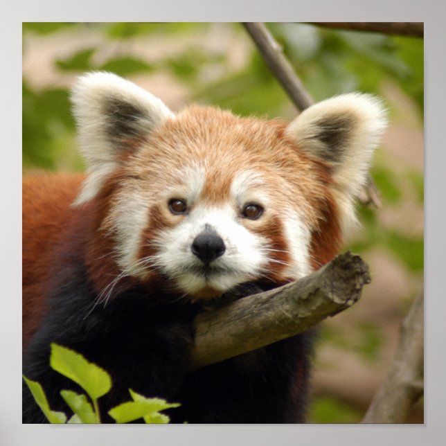 Poster Red-panda-007 (Frente)