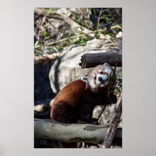 Poster Red Panda e Bamboo