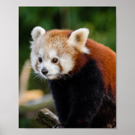 Poster Red Panda Wildlife