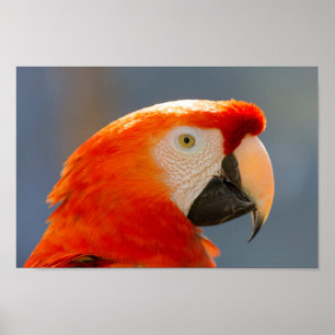 Poster Red Parrot Bird