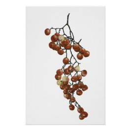 Pôster Red Peppercorns - Botanical Study 3