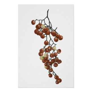 Pôster Red Peppercorns - Botanical Study 3