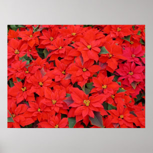 Pôster Red Poinsettias I Festa Floral de Natal