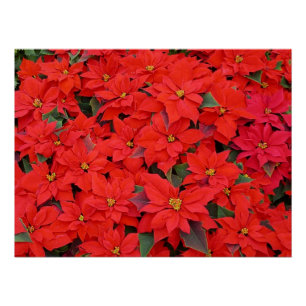 Pôster Red Poinsettias I Festa Floral de Natal