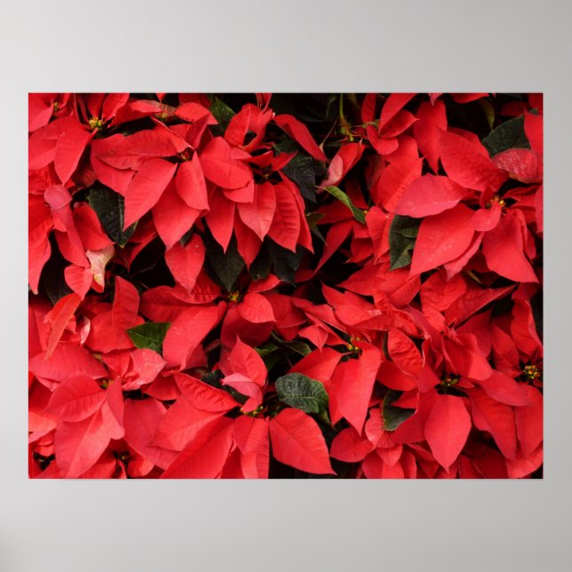 Poster Red Poinsettias II Feriado de Natal Floral (Frente)