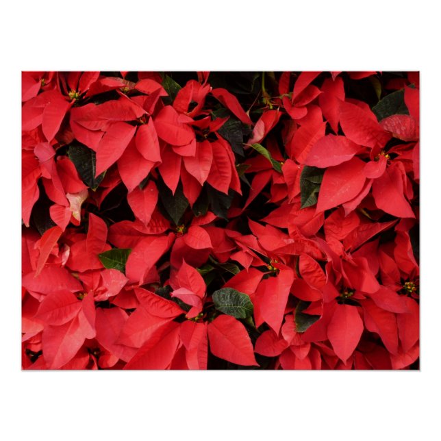 Pôster Red Poinsettias II Feriado de Natal Floral (Frente)