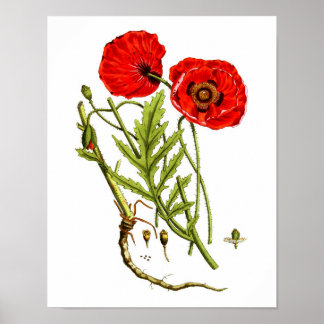 Pôster Red Poppy art print #12