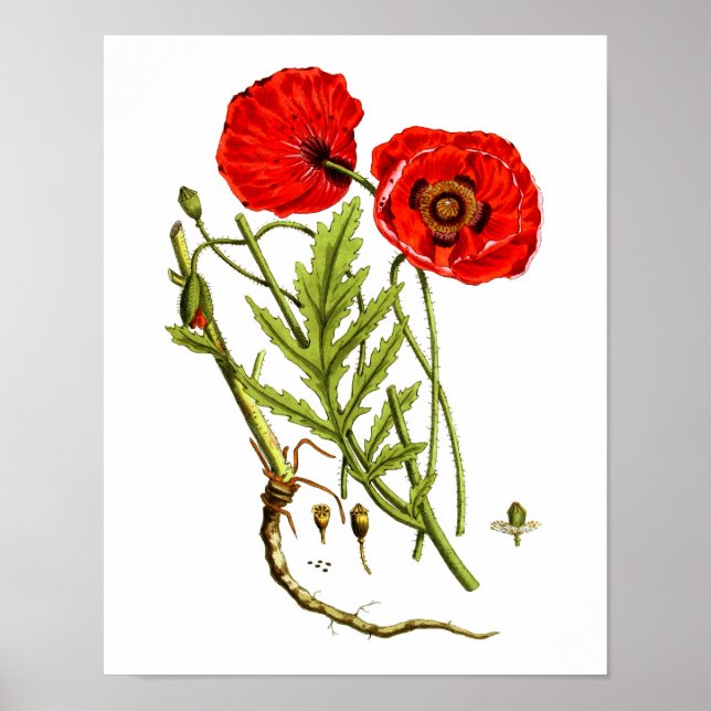 Pôster Red Poppy art print #12 (Frente)