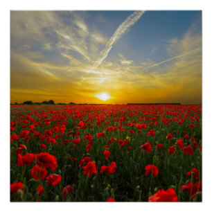 Pôster Red Poppy Sunset