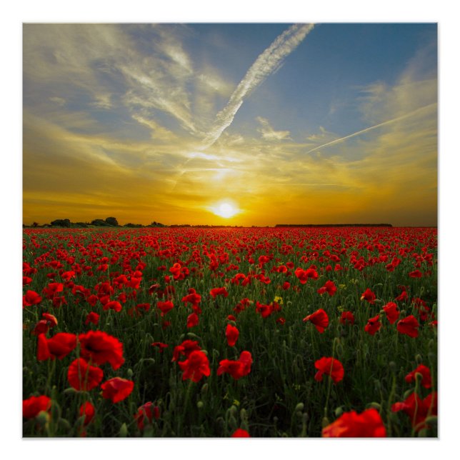 Pôster Red Poppy Sunset (Frente)