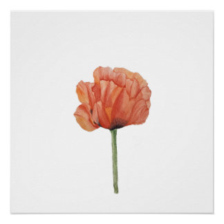 Pôster Red Poppy Watercolor Botanical Print