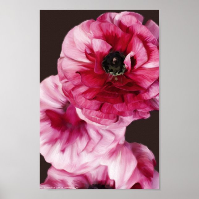 Poster Red Ranunculus (Frente)