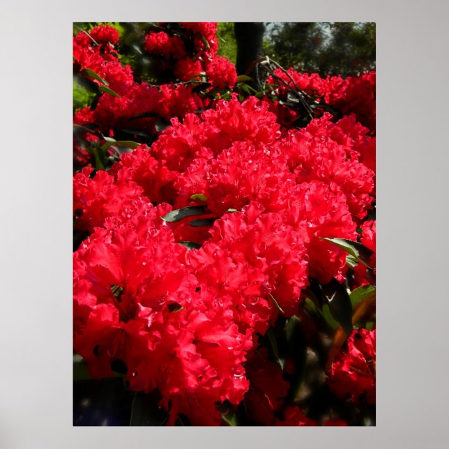 Poster Red Rhododendrons 1 (Frente)