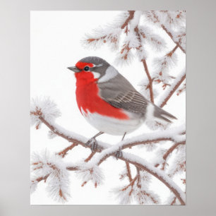 Poster Red Robin Bird em neve
