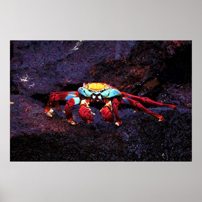 Poster Red Rock Crab (Frente)