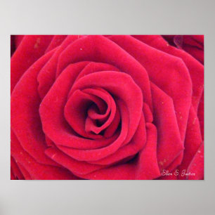 Poster Red Rose