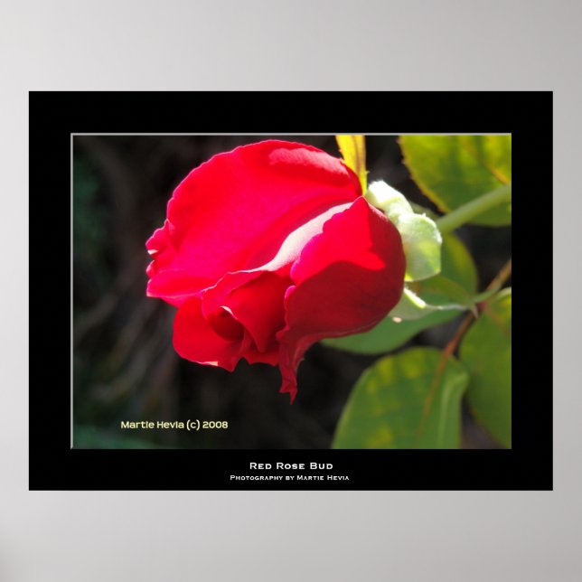Poster "Red Rose Bud" (Frente)