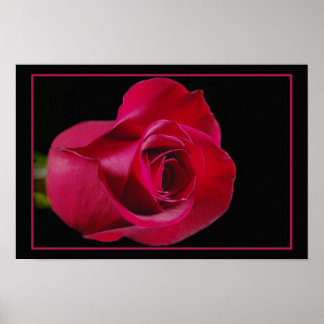 Poster Red Rose Bud Print