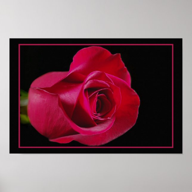 Poster Red Rose Bud Print (Frente)