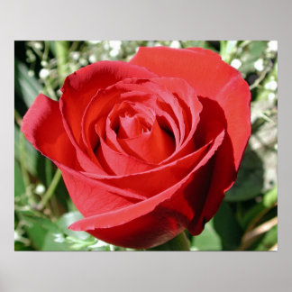 Poster Red Rose Close Print