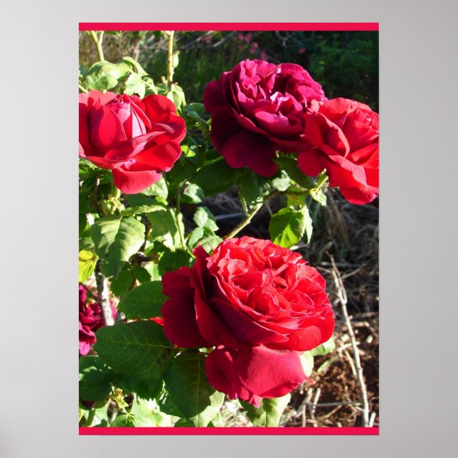 Poster Red Rose Roses Flower Floral Garden Eugene Furst (Frente)