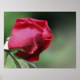 Poster Red Rosebud Bending