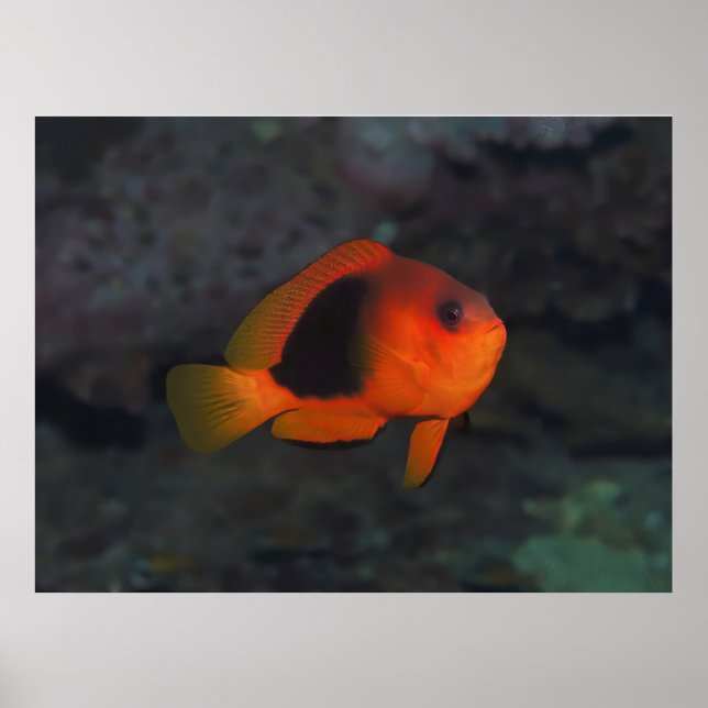 Poster Red Saddleback Anenomefish (Frente)