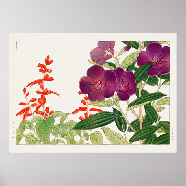 Poster Red Salvia e Purple Melastoma por Tanigami Konan (Frente)