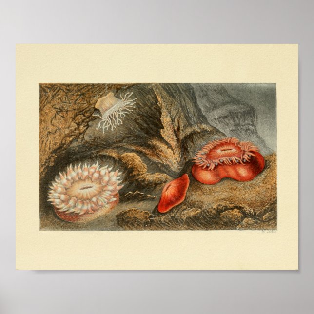 Poster Red Sea Anemone Color marine Art Print (Frente)