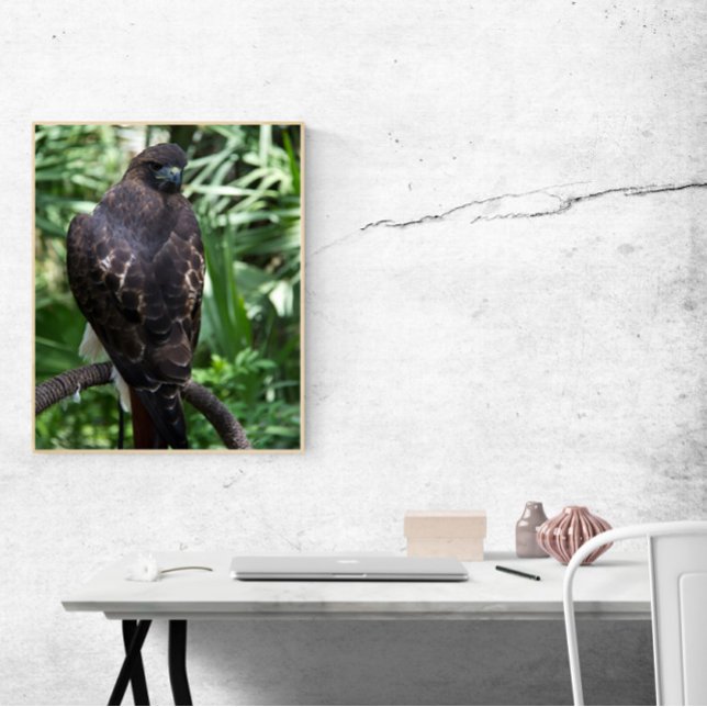 Poster Red Tail Hawk Bird Foto (A poster of a red tail hawk bird posing on a branch)