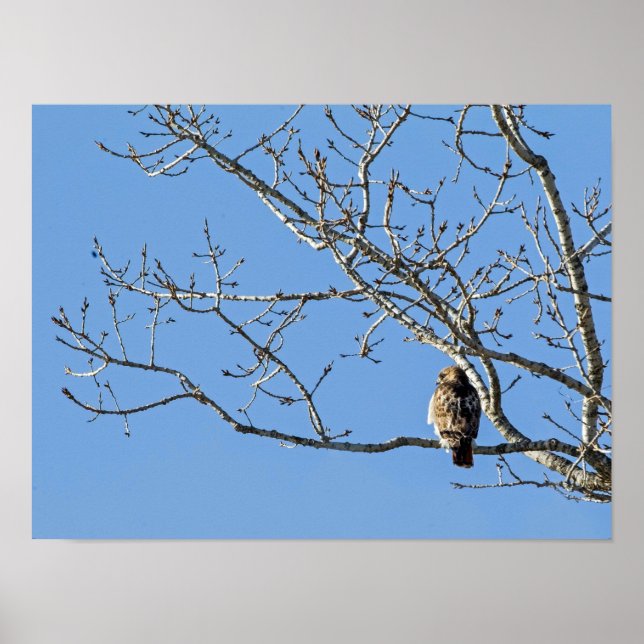 Poster Red Tailed Hawk (Frente)