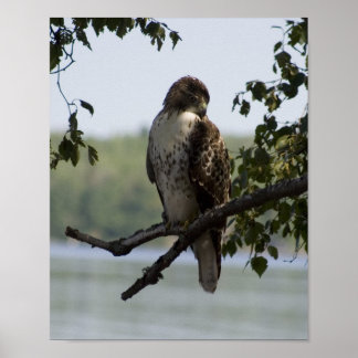 Poster Red Tailed Hawk