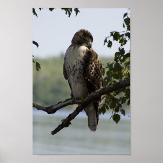 Poster Red Tailed Hawk