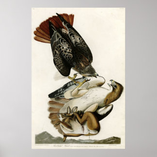 Poster Red Tailed Hawk Birds of America por James Audubon