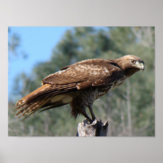 Poster Red-tailed Hawk gaze (Frente)