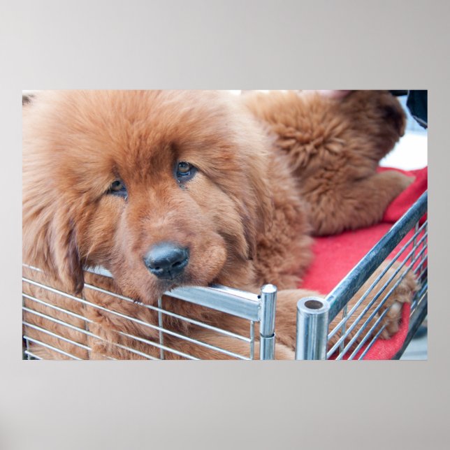 Poster Red Tibetan Mastiff (Frente)