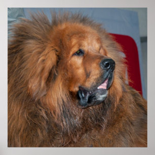 Poster Red Tibetan Mastiff