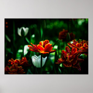 Pôster Red Tulip - Sua Majestade o Rei