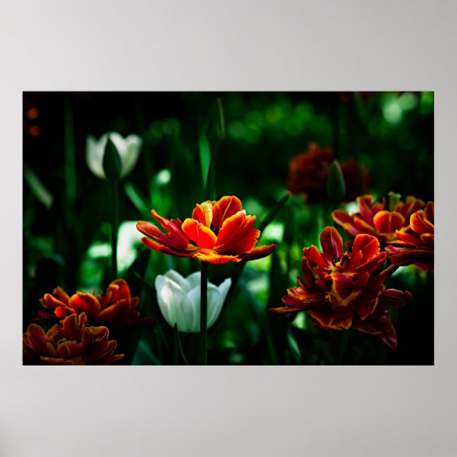 Pôster Red Tulip - Sua Majestade o Rei (Frente)