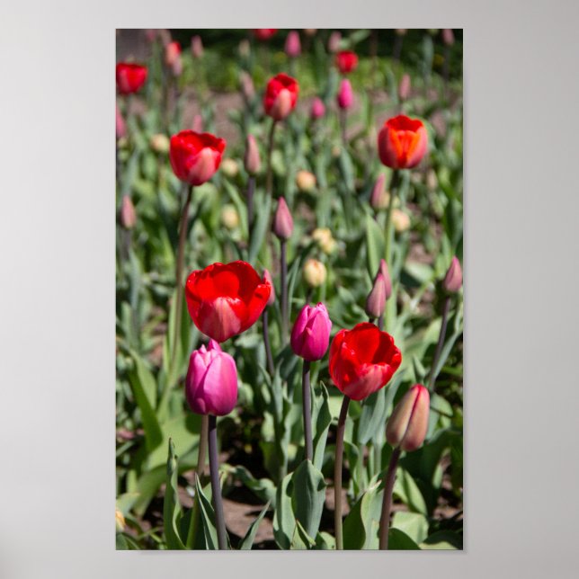 Poster Red tulips on a summer day (Frente)