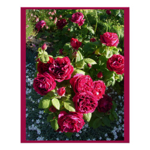 Pôster Red Vintage Rosa Flower Garden Rosa Poster