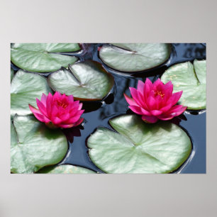 Poster Red Waterlilies - Canvas Prints