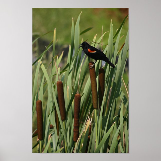 Poster Red Wing (Frente)