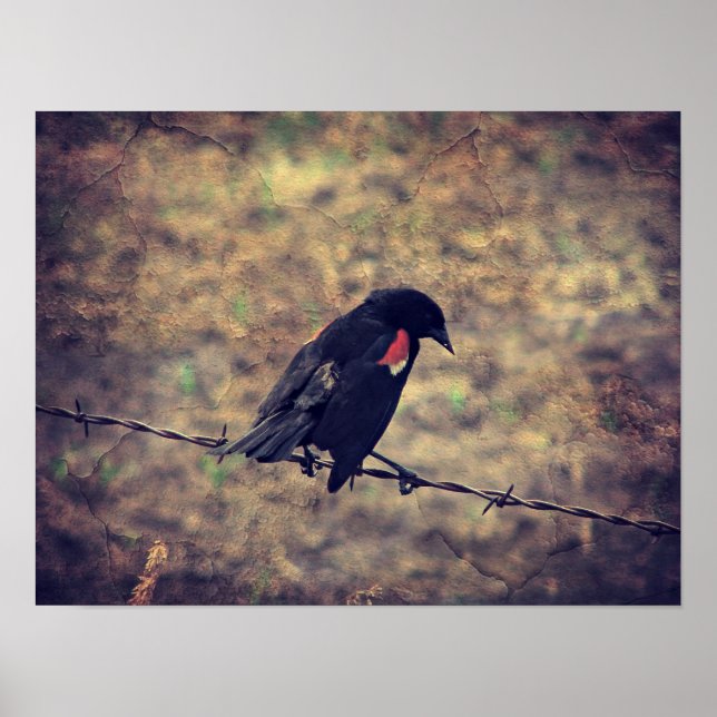 Pôster Red Wing Blackbird (Frente)