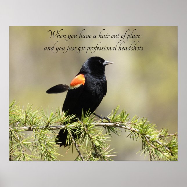 Poster Red Winged Blackbird - Dia de Cabelo Mau Humor (Frente)