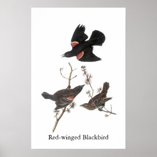 Pôster Red Winged Blackbird, John Audubon