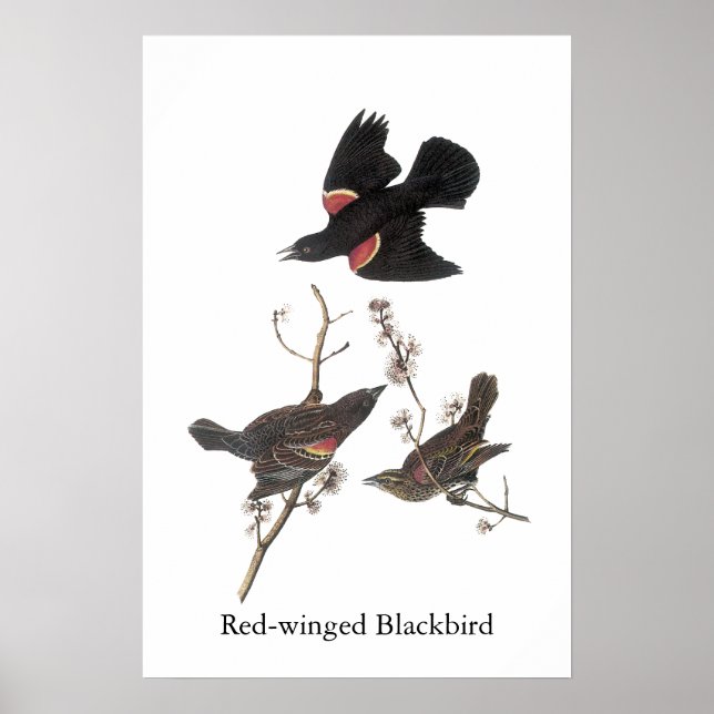 Pôster Red Winged Blackbird, John Audubon (Frente)