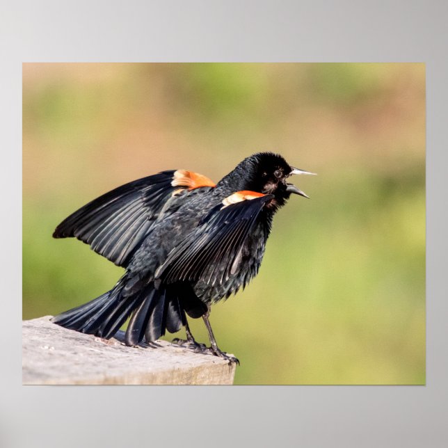 Pôster Red Winged Blackbird Singing (Frente)