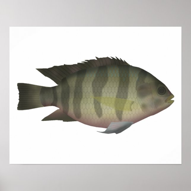 Poster Redbelly Tilapia (Frente)