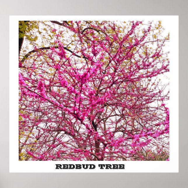 POSTER REDBUD TREE (Frente)